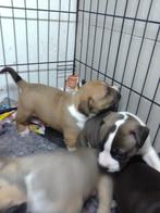Oldschool Amerikaanse stafford pitbull pups!Puppies puppy, Dieren en Toebehoren, Rabiës (hondsdolheid), Reu, 8 tot 15 weken, American Staffordshire Terriër