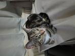 Cat and 2 kitttens, Dieren en Toebehoren, Katten en Kittens | Raskatten | Korthaar, Poes