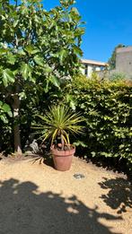 Prachtige palmlelie op stam, Tuin en Terras, Planten | Tuinplanten, Ophalen of Verzenden, Zomer, Overige soorten, Halfschaduw