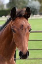 Hengstveulen met uitstraling!, Dieren en Toebehoren, Paarden, Niet van toepassing, Dressuurpaard, 0 tot 2 jaar, Hengst