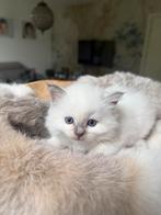 Ragdoll kittens (geboren 31 aug), Dieren en Toebehoren, Gechipt