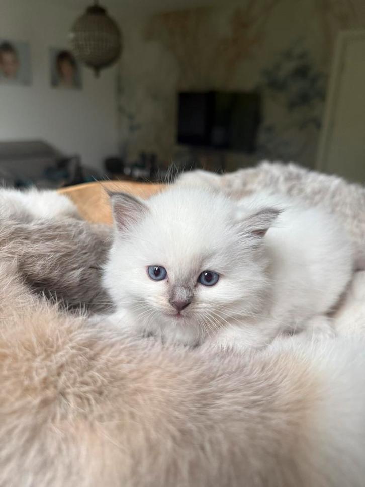 Ragdoll kittens (geboren 31 aug), Dieren en Toebehoren, Katten en Kittens | Raskatten | Langhaar, Gechipt