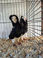 Kapucijn duiven te koop, Dieren en Toebehoren, Vogels | Duiven, Meerdere dieren, Overige soorten