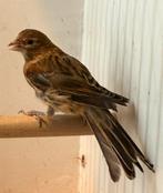 Harlekijn kanarie man, Dieren en Toebehoren, Vogels | Kanaries, Mannelijk