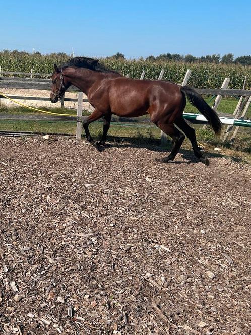 Meerdere paarden te koop van Dante Us, Number two en Johnson, Dieren en Toebehoren, Paarden, Merrie, 0 tot 2 jaar, Dressuurpaard