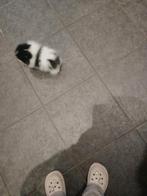 Extreem klein pomeriaan pup teefje mag nu weg 2500, Dieren en Toebehoren, Honden | Poolhonden, Keeshonden en Oertypen, Keeshond