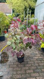 Cercis forest pantsy, Ophalen, Overige soorten