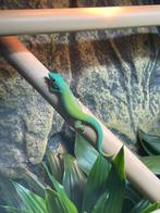 Phelsuma andamanensis (Andaman dag gekko), Hagedis, 0 tot 2 jaar