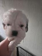 boomertje I, Dieren en Toebehoren, Reu, 8 tot 15 weken, Meerdere, Nederland