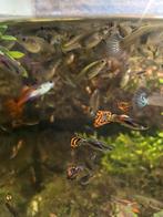Guppies, Dieren en Toebehoren, Vis, Zoetwatervis
