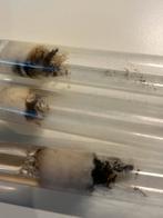 Lasius N kolonies, Dieren en Toebehoren, Mieren