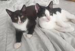 Katten, 0 tot 2 jaar