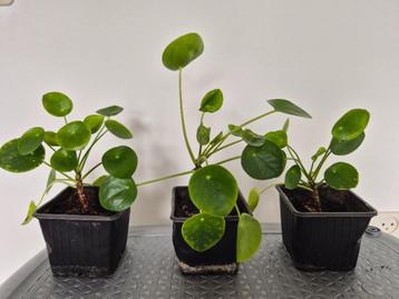 Te koop: Pannenkoekplanten beschikbaar voor biedingen