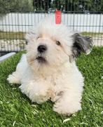 Te koop leuke boomer pups, Dieren en Toebehoren, Honden | Niet-rashonden, Nederland, CDV (hondenziekte), 8 tot 15 weken, Meerdere