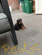 Raszuivere rottweiler pups nog  1 teefje en 1 reutje, 8 tot 15 weken, Meerdere, Meerdere dieren, Rottweiler