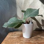 Sinningia leucotricha caudex plant, Huis en Inrichting, Ophalen of Verzenden, Halfschaduw, Minder dan 100 cm