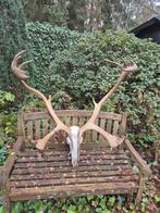 Mega Groot Prachtig Kariboe Gewei Rendier Jacht Mancave, Verzamelen, Dierenverzamelingen, Ophalen, Zo goed als nieuw, Hert, Gewei of Kop