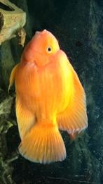 Papegaai chichlide, Dieren en Toebehoren, Vissen | Aquariumvissen, Vis