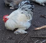 Cochinkriel haan gratis, Dieren en Toebehoren, Pluimvee, Mannelijk, Kip