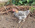 Leuke haantjes en 1 hen aangeboden, Dieren en Toebehoren, Pluimvee, Mannelijk, Kip