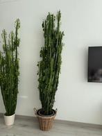 Cactus plant Afrikaanse melkboom, Ophalen, Halfschaduw, 150 tot 200 cm, Groene kamerplant