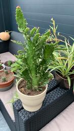 Cactus plant met pot €12, Tuin en Terras, Planten | Tuinplanten, Ophalen, Overige soorten, Volle zon