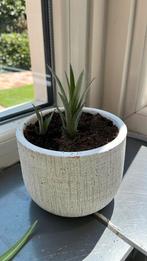 2 stekjes ananasplant in pot, Ophalen, Zomer, Volle zon