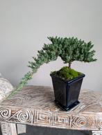 Juniperus Bonsai, Ophalen, Overige soorten, Halfschaduw