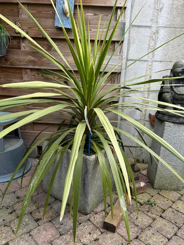 Mooie yucca soort beschikbaar voor biedingen
