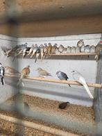 Diamant duifjes, Meerdere dieren