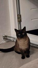 Siamees kater. Jonge kitten / kater zoekt een nieuwe baasje., Dieren en Toebehoren, Kater