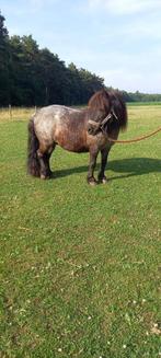 shetland pony te koop, Dieren en Toebehoren, Pony's, Merrie, Gechipt, Niet van toepassing, A pony (tot 1.17m)
