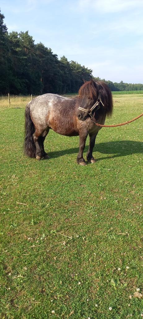 shetland pony te koop, Dieren en Toebehoren, Pony's, Merrie, Niet van toepassing, A pony (tot 1.17m), Recreatiepony, 11 jaar of ouder