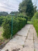 30 meter venijnboom/taxus haag, Tuin en Terras, Planten | Struiken en Hagen, Ophalen, Taxus, Haag, 100 tot 250 cm
