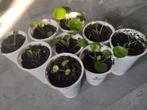 Jonge Pannekoekenplant Stekjes (Pilea peperomioides), Huis en Inrichting, Kamerplanten, Groene kamerplant, Ophalen of Verzenden