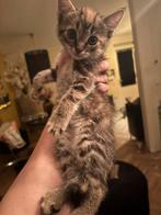 X brits korthaar kitten kittens mogen gelijk mee 8 weken, Dieren en Toebehoren, Katten en Kittens | Overige Katten