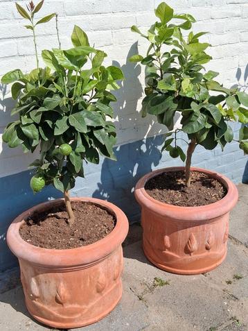 Citrus bomen in terracotta pot  beschikbaar voor biedingen