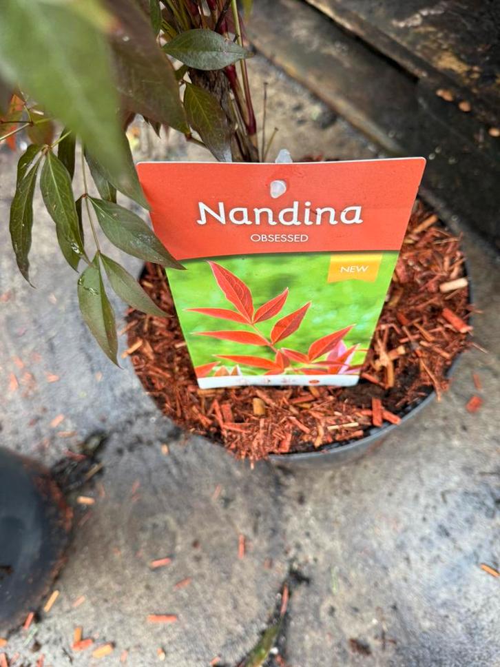 Nandina domestica de originele hoog 40/50 prima op kleur, Tuin en Terras, Planten | Tuinplanten, Vaste plant, Overige soorten