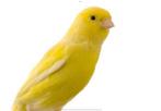 Gezocht Kanarie pop  omg Veenendaal, Vrouwelijk, Kleurkanarie