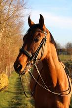 8jarige spaanse ruin 1.63/1.65 recreatie of weide, Dieren en Toebehoren, Ruin, Zadelmak, 160 tot 165 cm, Recreatiepaard