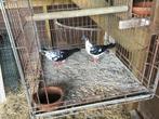 Boedapester hoogvliegers, Dieren en Toebehoren, Meerdere dieren, Overige soorten