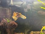 2 Guppy’s man, Dieren en Toebehoren, Vissen | Aquariumvissen, Vis