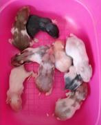 Nestje Syrische-goudhamsters, Dieren en Toebehoren, Knaagdieren, Hamster, December, Meerdere dieren, Tam