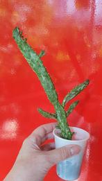 Cactus Opuntia variegata, Ophalen of Verzenden, Minder dan 100 cm, In pot, Cactus