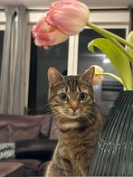 Lieve poes | Gratis ophalen, Dieren en Toebehoren, Katten en Kittens | Raskatten | Korthaar, Poes, Ingeënt, 3 tot 5 jaar