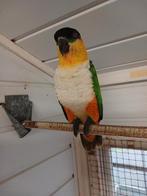 Zwartkop caique pop, Dieren en Toebehoren, Vrouwelijk, Papegaai
