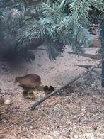 4 hanen chinese dwergkwartel, Mannelijk