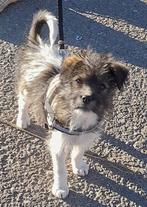 MENSGERICHTE PUP, DRAGO , REUTJE, KLEINE MIDDELMAAT ( IN NL), Dieren en Toebehoren, Honden | Niet-rashonden, Particulier, 15 weken tot 1 jaar