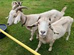 Te koop 2 nubische geiten, Dieren en Toebehoren, Schapen, Geiten en Varkens, Vrouwelijk, Geit