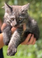 Maine Coon kitten Black Smoke kitten katertje, Dieren en Toebehoren, Kater, Gechipt, 0 tot 2 jaar